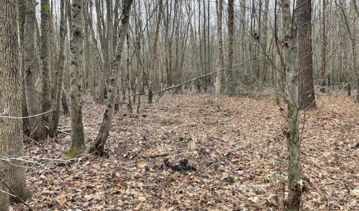 Photo #21 of SOLD property in Off Fortsville Rd, Drewryville, VA 74.0 acres