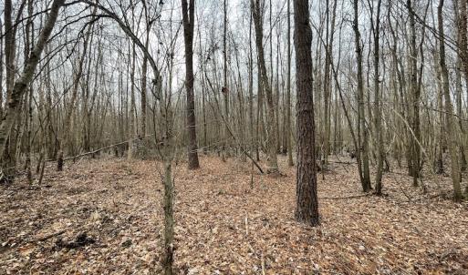 Photo #22 of SOLD property in Off Fortsville Rd, Drewryville, VA 74.0 acres