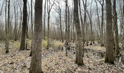 Photo #25 of SOLD property in Off Fortsville Rd, Drewryville, VA 74.0 acres