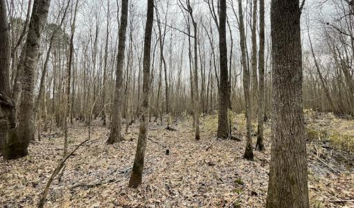 Photo #26 of SOLD property in Off Fortsville Rd, Drewryville, VA 74.0 acres