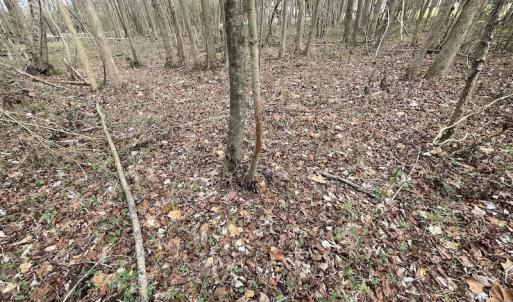 Photo #34 of SOLD property in Off Fortsville Rd, Drewryville, VA 74.0 acres