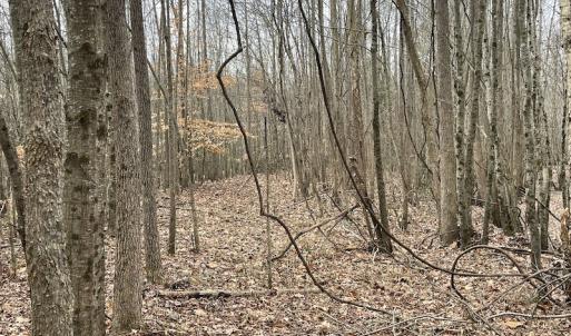 Photo #43 of SOLD property in Off Fortsville Rd, Drewryville, VA 74.0 acres