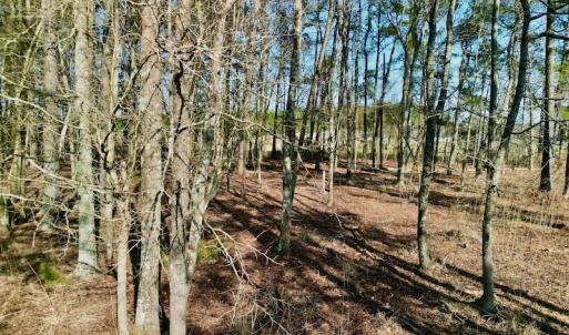 Photo #23 of SOLD property in 4345 Shiloh Rd, Watha, NC 75.0 acres