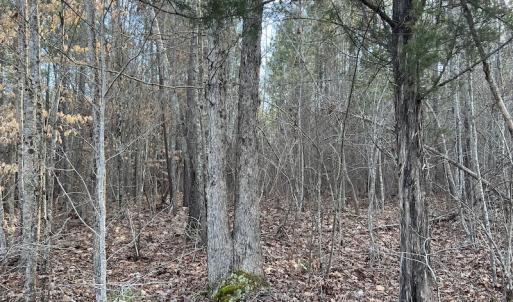 Photo #33 of SOLD property in Off Odell Littleton Road , Littleton , NC 200.0 acres
