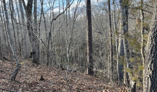 Photo #35 of SOLD property in Off Odell Littleton Road , Littleton , NC 200.0 acres
