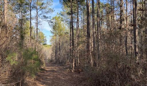 Photo #37 of SOLD property in Off Odell Littleton Road , Littleton , NC 200.0 acres
