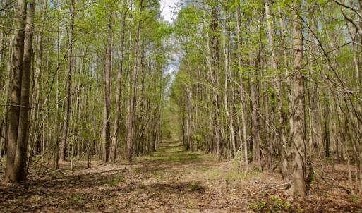 Photo #37 of SOLD property in Off Qualls Farm Rd, Enfield, NC 174.0 acres