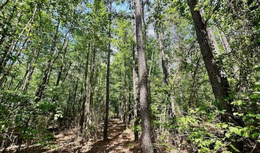 Photo #27 of 315 West Sycamore Street, Aulander, NC 40.0 acres