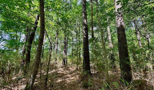 Photo #35 of 315 West Sycamore Street, Aulander, NC 40.0 acres