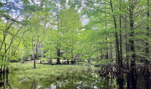 Photo #16 of SOLD property in Off Hwy 123 North, Hookerton, NC 36.0 acres