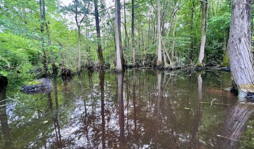 Photo #9 of SOLD property in Off Hwy 123 North, Hookerton, NC 36.0 acres