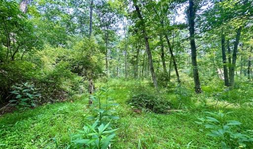 Photo #67 of SOLD property in 3598 Lower Fork Rd, Williamsville, VA 22.2 acres