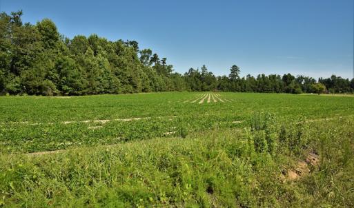 Photo #7 of SOLD property in Off Watermill Road, Mullins, SC 79.1 acres