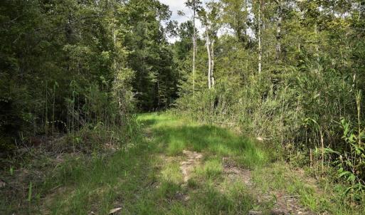 Photo #8 of SOLD property in Off Keene Road, Marion, SC 101.8 acres