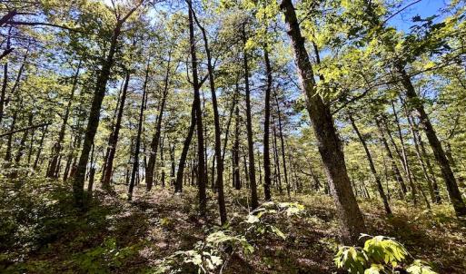 Photo #15 of SOLD property in Off Doe Circle, Clifton Forge, VA 10.6 acres