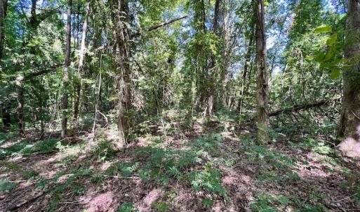 Photo #19 of SOLD property in Off Coon Myrick Rd, Littleton, NC 7.0 acres