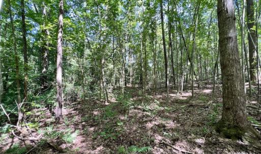 Photo #20 of SOLD property in Off Coon Myrick Rd, Littleton, NC 7.0 acres
