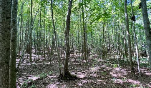 Photo #24 of SOLD property in Off Coon Myrick Rd, Littleton, NC 7.0 acres