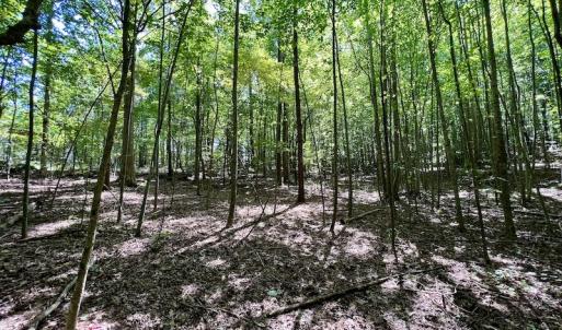 Photo #25 of SOLD property in Off Coon Myrick Rd, Littleton, NC 7.0 acres