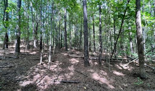 Photo #30 of SOLD property in Off Coon Myrick Rd, Littleton, NC 7.0 acres