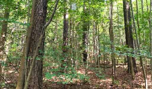 Photo #4 of Off Newville Road, Waverly, VA 150.0 acres