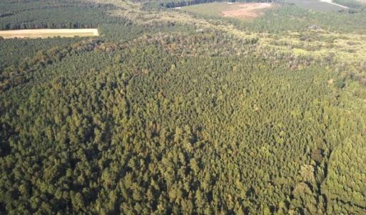 Photo #33 of Off Newville Road, Waverly, VA 150.0 acres