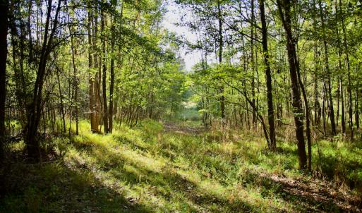 Photo #25 of Off Wilkinsville Hwy (Hwy 105), Gaffney, SC 579.6 acres