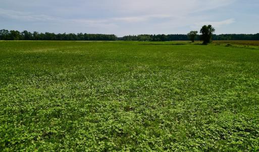 Photo #11 of SOLD property in Off Dover Fort Barnwell Rd, Dover, NC 32.0 acres