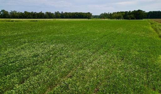 Photo #14 of SOLD property in Off Dover Fort Barnwell Rd, Dover, NC 32.0 acres