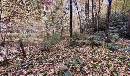 Photo #39 of SOLD property in Off Pole Bridge Rd, Stuart, VA 35.9 acres