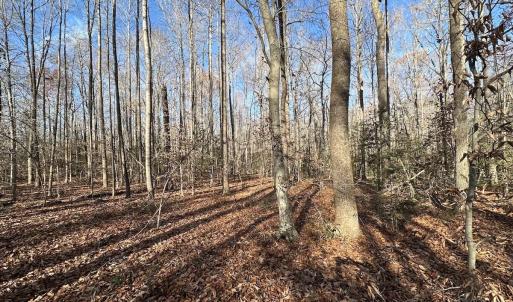 Photo #14 of SOLD property in Off Gera Rd, King George, VA 82.0 acres