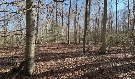 Photo #25 of SOLD property in Off Gera Rd, King George, VA 82.0 acres