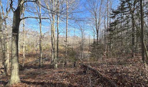 Photo #26 of SOLD property in Off Gera Rd, King George, VA 82.0 acres