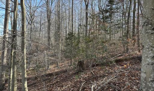 Photo #27 of SOLD property in Off Gera Rd, King George, VA 82.0 acres