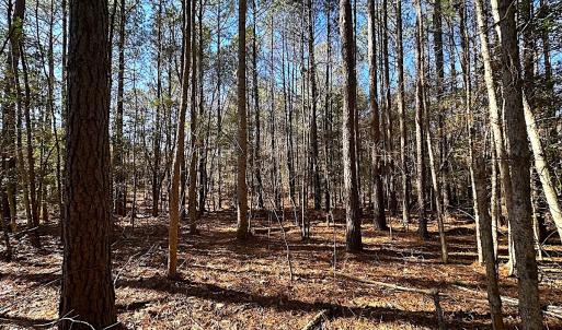 Photo #31 of SOLD property in 7251 Baxter Rd, Disputanta, VA 21.8 acres