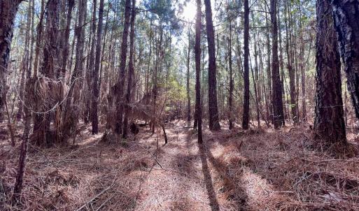 Photo #28 of 794 Wheaton Point Road, Aurora, NC 40.8 acres