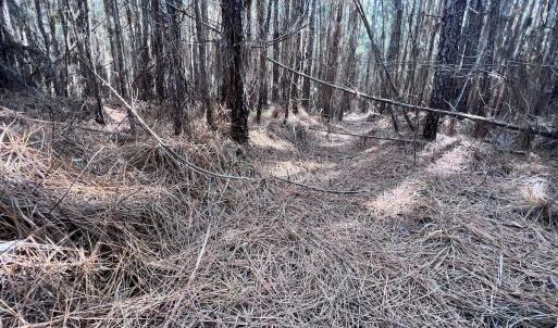 Photo #48 of 794 Wheaton Point Road, Aurora, NC 40.8 acres