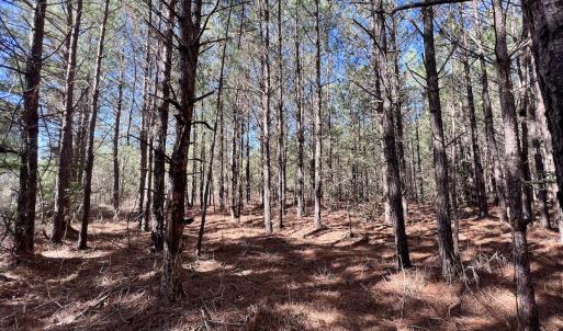 Photo #16 of Off Rehoboth Church Rd, Jackson, NC 162.7 acres