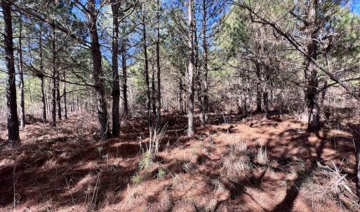 Photo #17 of Off Rehoboth Church Rd, Jackson, NC 162.7 acres