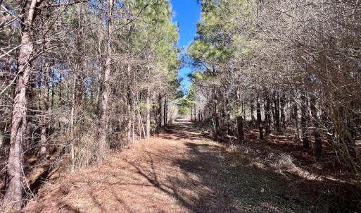 Photo #7 of Off Rehoboth Church Rd, Jackson, NC 162.7 acres