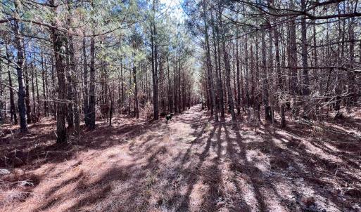 Photo #9 of Off Rehoboth Church Rd, Jackson, NC 162.7 acres