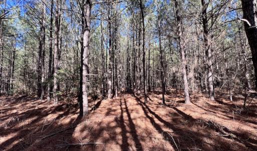 Photo #22 of Off Rehoboth Church Rd, Jackson, NC 162.7 acres