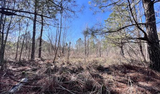 Photo #23 of Off Rehoboth Church Rd, Jackson, NC 162.7 acres