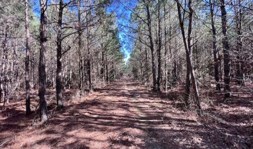 Photo #24 of Off Rehoboth Church Rd, Jackson, NC 162.7 acres