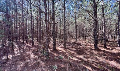 Photo #29 of Off Rehoboth Church Rd, Jackson, NC 162.7 acres