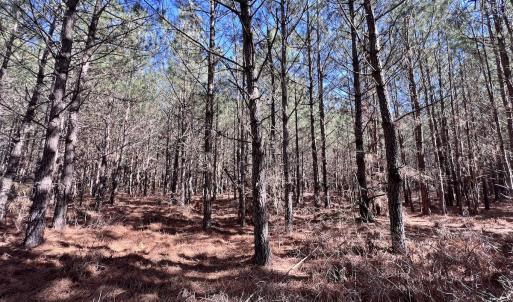 Photo #33 of Off Rehoboth Church Rd, Jackson, NC 162.7 acres