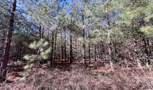 Photo #44 of Off Rehoboth Church Rd, Jackson, NC 162.7 acres