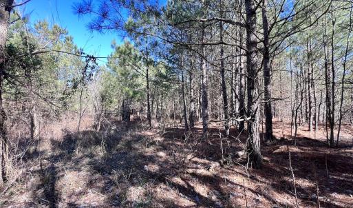 Photo #45 of Off Rehoboth Church Rd, Jackson, NC 162.7 acres