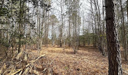 Photo #10 of SOLD property in Off Black Creek Rd, Sedley, VA 36.0 acres