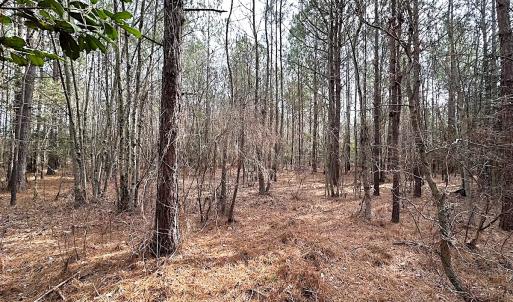 Photo #12 of SOLD property in Off Black Creek Rd, Sedley, VA 36.0 acres